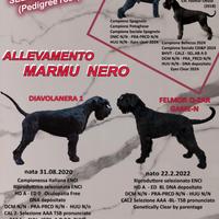 Schnauzer cuccioli con pedigree rosa Riesenschnauz