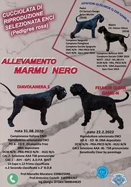 Schnauzer cuccioli con pedigree rosa Riesenschnauz