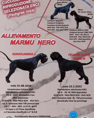 Schnauzer cuccioli pedigree rosa Riesenschnauzer