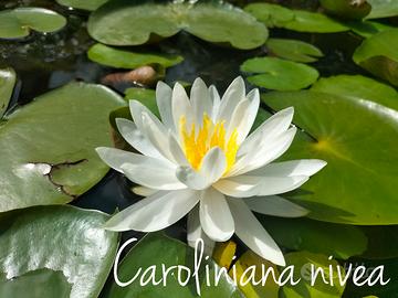 Ninfea Caroliniana nivea laghetto 