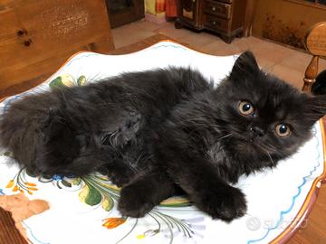 Gattino persiano nero normotipo