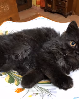 Gattino persiano nero normotipo