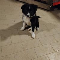 Border collie