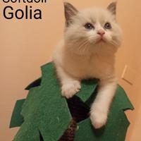 Cucciolo Ragdoll bicolor