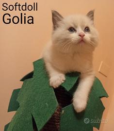 Cucciolo Ragdoll bicolor