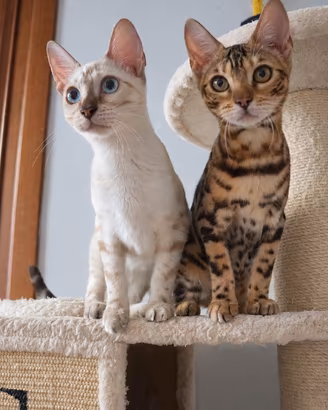 Gattini bengala Brown e snow spotted tabby