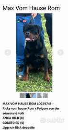 Rottweiler