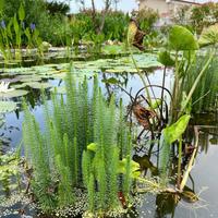 Hippuris Vulgaris - pianta per laghetto