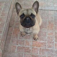 Buldog francese maschiett0 6 mesi con pedigree enc