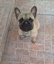Buldog francese maschiett0 6 mesi con pedigree enc