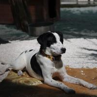 Cucciola taglia piccola