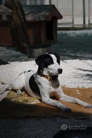 Cucciola taglia piccola