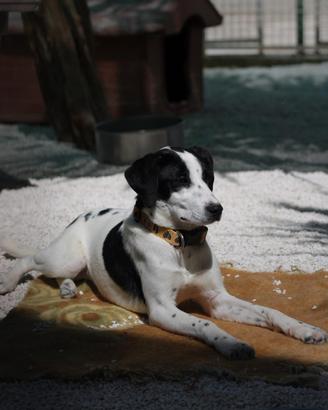 Cucciola taglia piccola