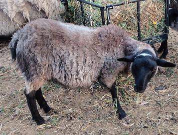 Agnello Montoncino Romanov in purezza