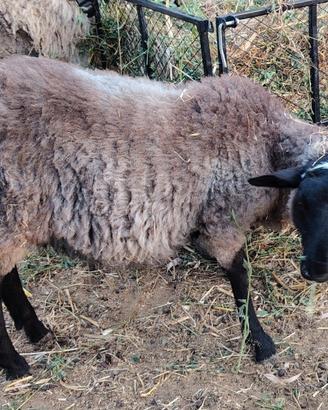Agnello Montoncino Romanov in purezza