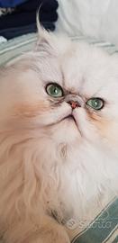 Persiana chinchilla adulta