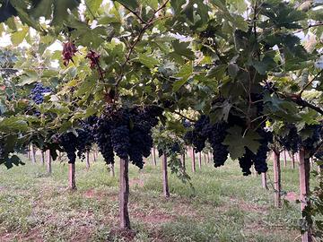 Ricerco Vigneto da coltivare