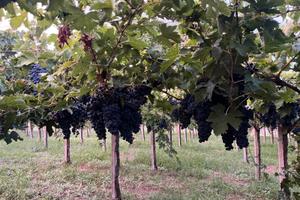 Ricerco Vigneto da coltivare