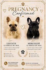 Cuccioli di Bouledogue Francese