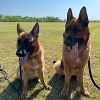 Cuccioli pastore tedesco