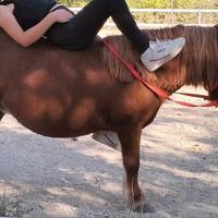 Pony Olandese