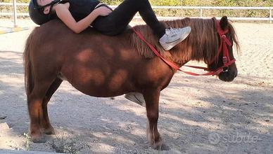 Pony Olandese