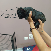 Bulldog francese pedigree ENCI