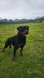 Rottweiler 18 mesi