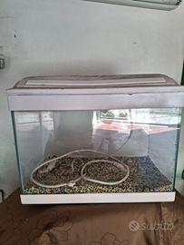 Acquario