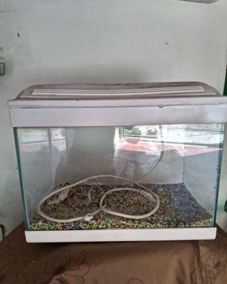 Acquario