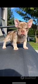 Cucciolo di bulldog isabella rojo merle