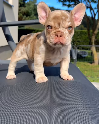 Cucciolo di bulldog isabella rojo merle