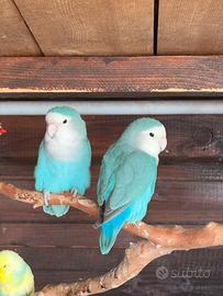 Inseparabili