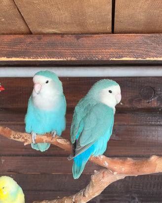 Inseparabili