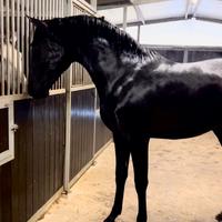 Cavallo Andaluso