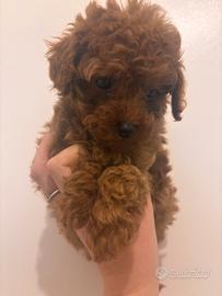 Barboncino mini toy red