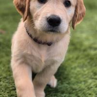 Golden Retriever cuccioli