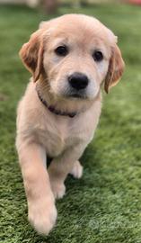 Golden Retriever cuccioli