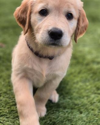 Golden Retriever cuccioli