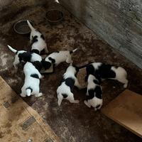 Cuccioli fox terrier