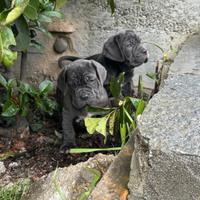 Mastino napoletano