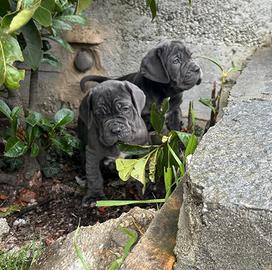 Mastino napoletano