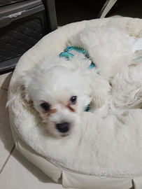 Maltese bianco maschio per accoppiamento