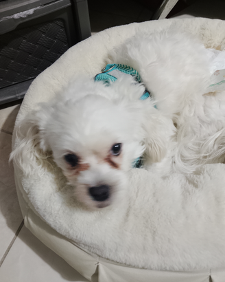 Maltese bianco maschio per accoppiamento