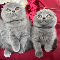 Gatto Scottish Fold e Stragt cuccioli