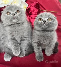 Gatto Scottish Fold e Stragt cuccioli
