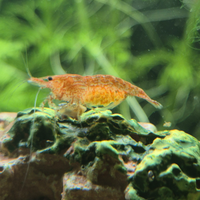Vendita neocaridine gravide