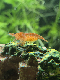 Vendita neocaridine gravide
