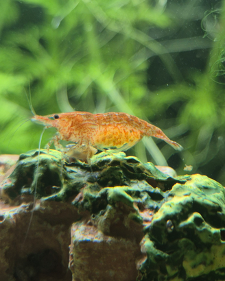 Vendita neocaridine gravide