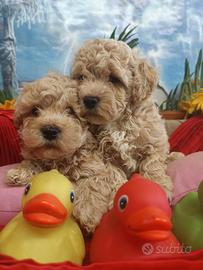 Cuccioli Maltipoo un Maschietto e Una Femminuccia